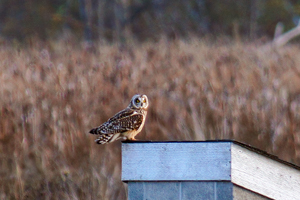 Short-eared Owl